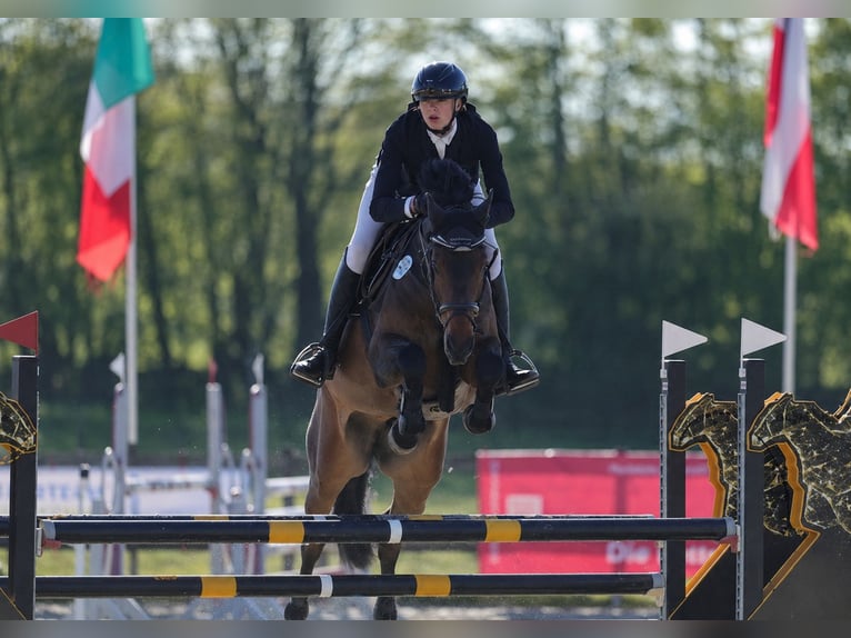 Holsteiner Hongre 7 Ans 164 cm Bai brun in Oeversee