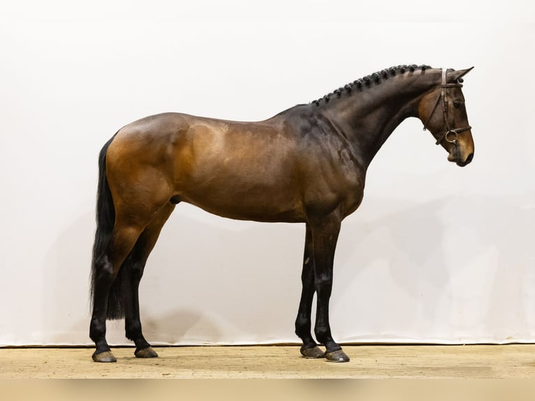 Holsteiner Hongre 7 Ans 164 cm Bai in Waddinxveen