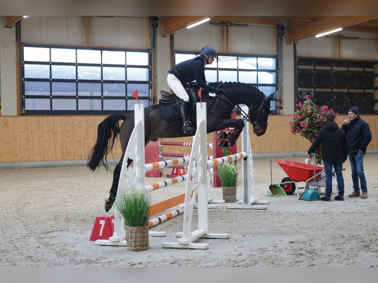 Holsteiner Hongre 7 Ans 165 cm Bai brun in Insel Poel