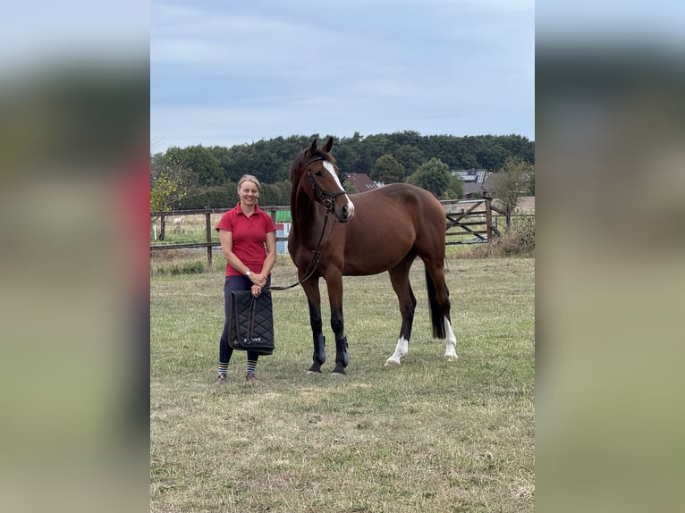 Holsteiner Hongre 7 Ans 165 cm Bai in Verden (Aller)Verden