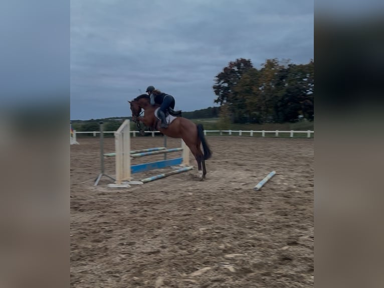 Holsteiner Hongre 7 Ans 165 cm in Werder