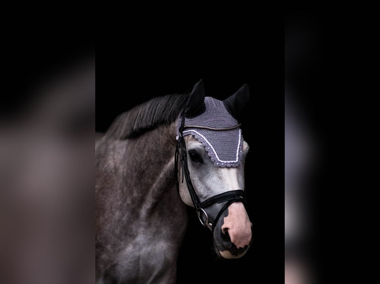 Holsteiner Hongre 7 Ans 165 cm Gris pommelé in Großenhain
