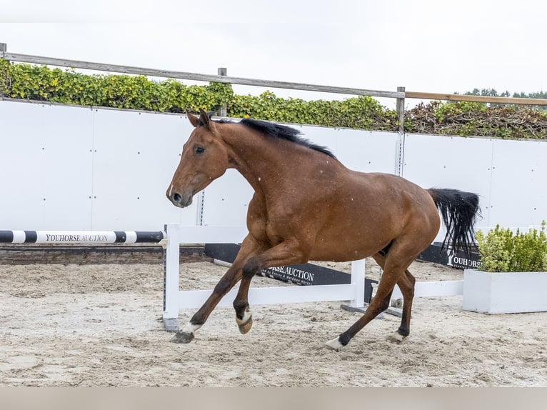 Holsteiner Hongre 7 Ans 167 cm Bai brun in Waddinxveen