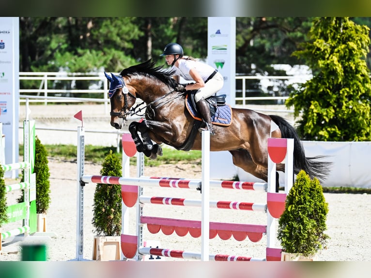 Holsteiner Hongre 7 Ans 167 cm Bai in Piła