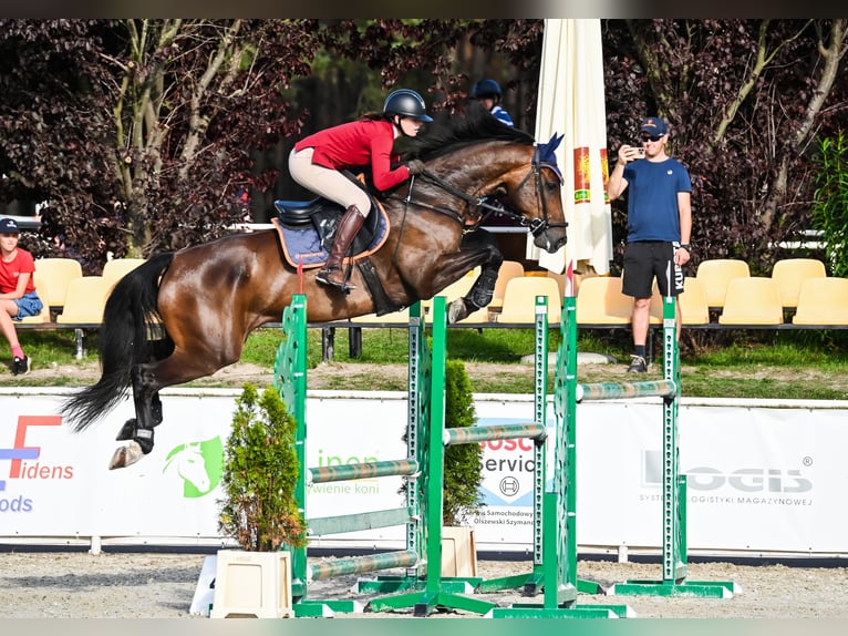 Holsteiner Hongre 7 Ans 167 cm Bai in Piła