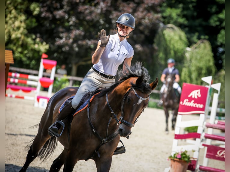 Holsteiner Hongre 7 Ans 167 cm Bai in Piła