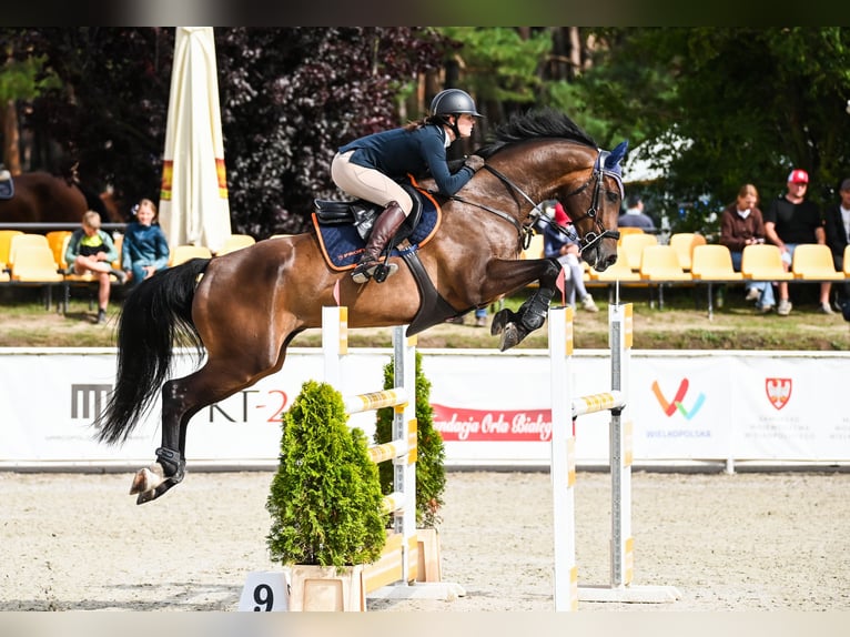 Holsteiner Hongre 7 Ans 167 cm Bai in Piła