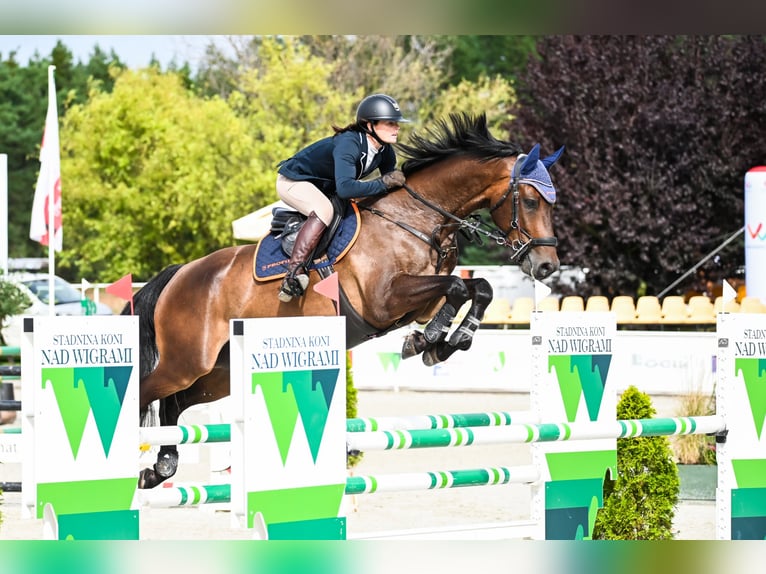 Holsteiner Hongre 7 Ans 167 cm Bai in Piła