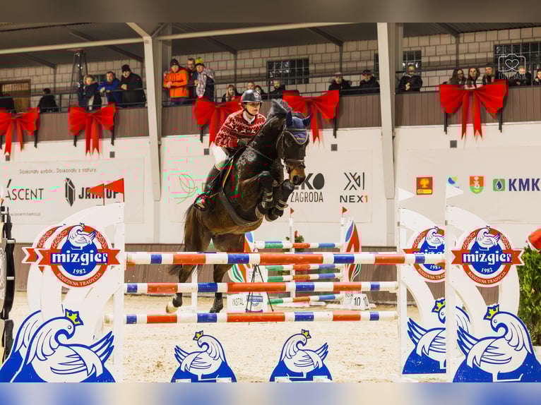 Holsteiner Hongre 7 Ans 167 cm Bai in Piła