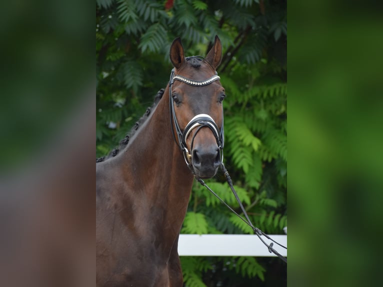 Holsteiner Hongre 7 Ans 168 cm Bai brun in D&#xE4;tgen