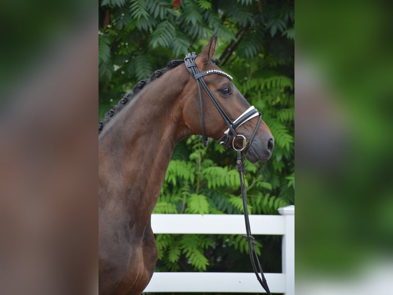 Holsteiner Hongre 7 Ans 168 cm Bai brun in D&#xE4;tgen