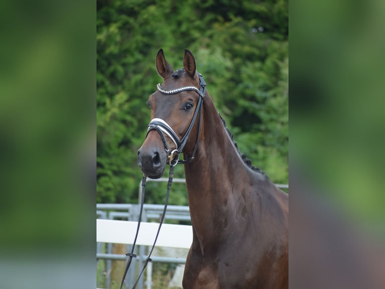 Holsteiner Hongre 7 Ans 168 cm Bai brun in D&#xE4;tgen