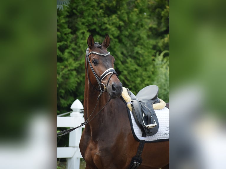 Holsteiner Hongre 7 Ans 168 cm Bai brun in D&#xE4;tgen