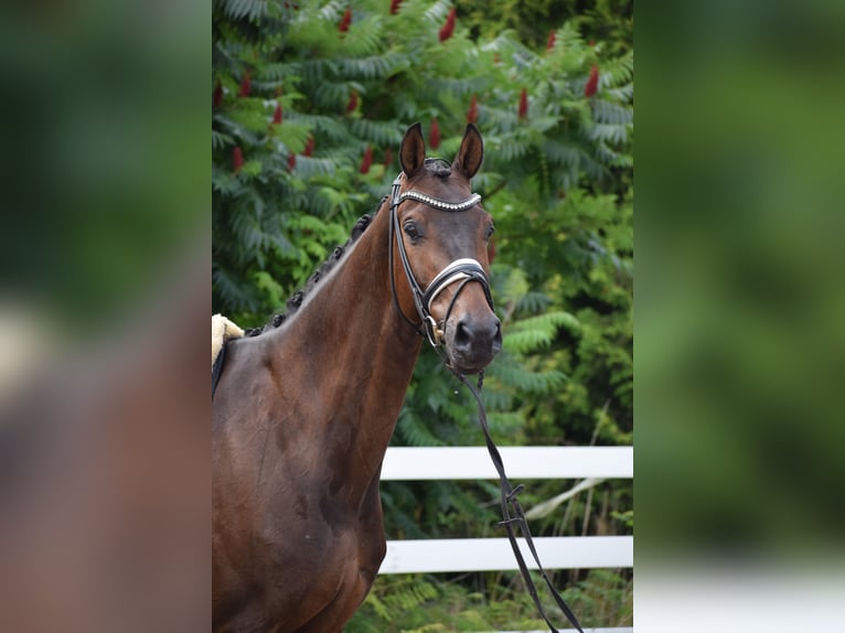 Holsteiner Hongre 7 Ans 168 cm Bai brun in D&#xE4;tgen