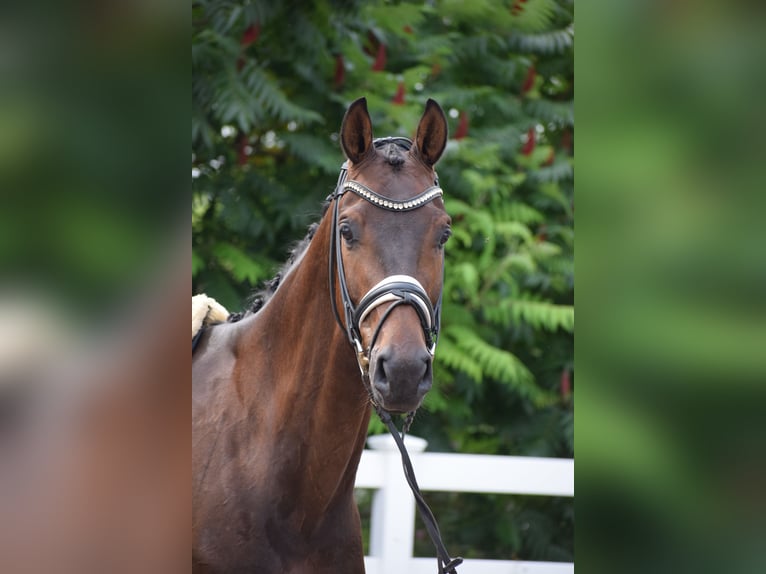 Holsteiner Hongre 7 Ans 168 cm Bai brun in D&#xE4;tgen