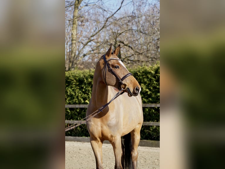 Holsteiner Hongre 7 Ans 168 cm Bai in Lohne (Oldenburg)