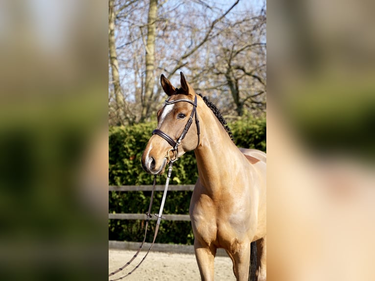 Holsteiner Hongre 7 Ans 168 cm Bai in Lohne (Oldenburg)