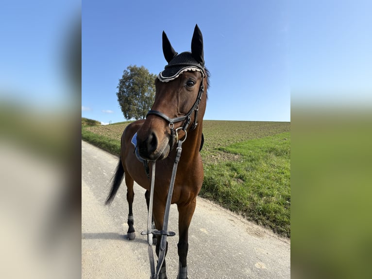Holsteiner Hongre 7 Ans 169 cm Bai in Dettighofen