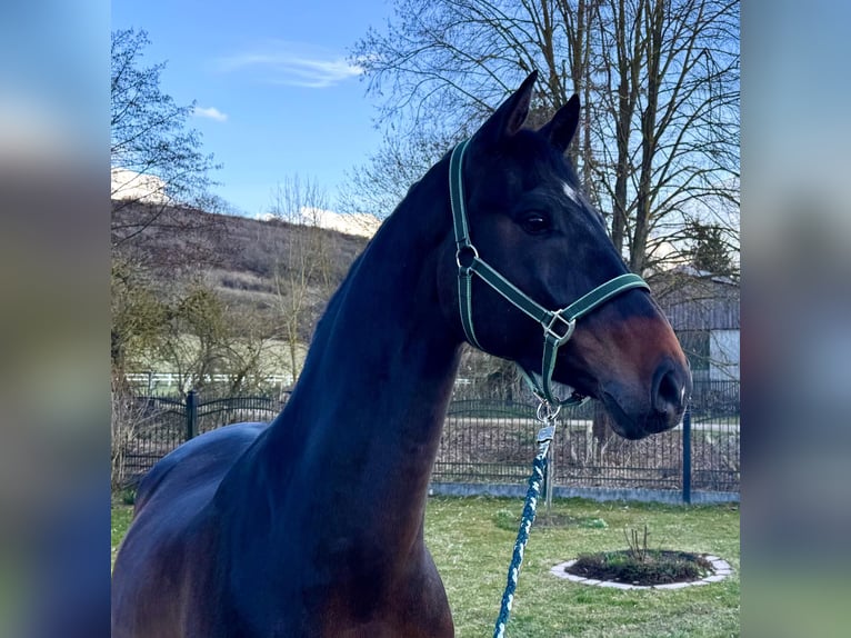 Holsteiner Hongre 7 Ans 170 cm Bai brun in Sangerhausen