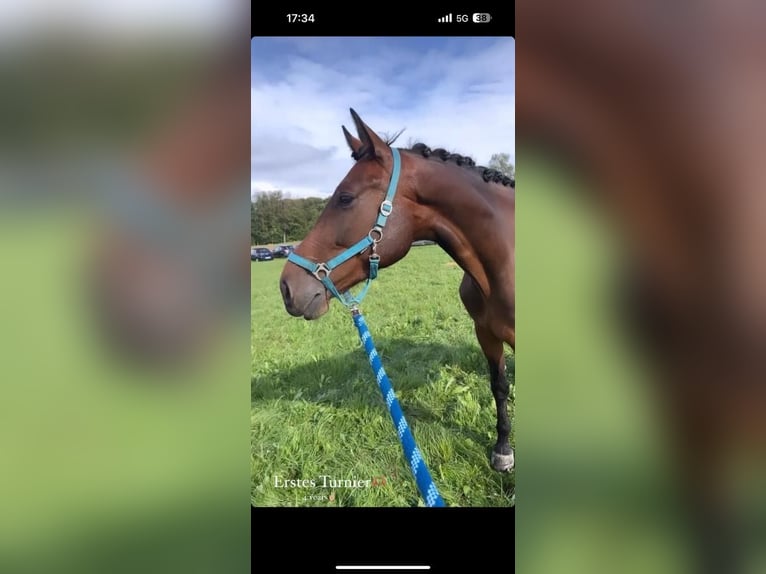 Holsteiner Hongre 7 Ans 170 cm Bai in Aschau am InnAschau