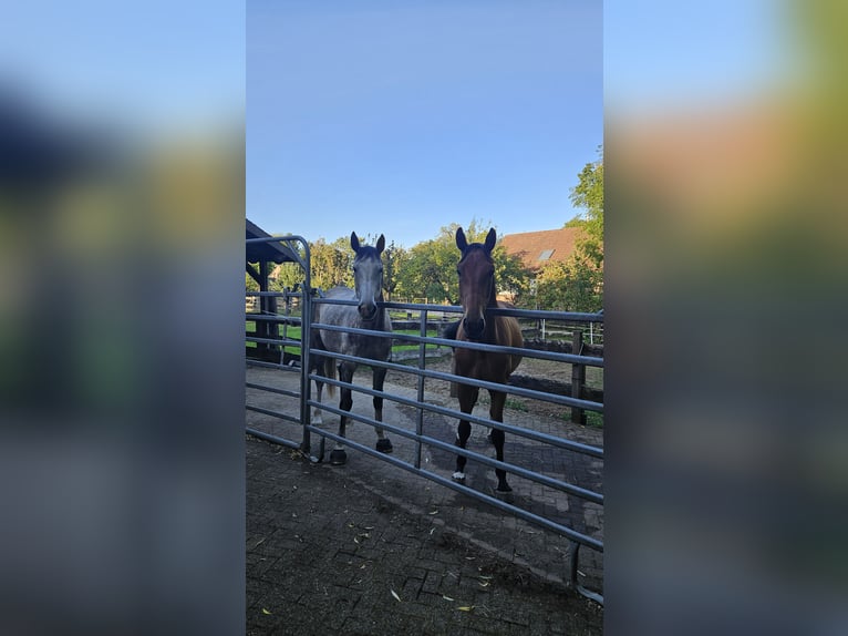 Holsteiner Hongre 7 Ans 170 cm Bai in Wienhausen