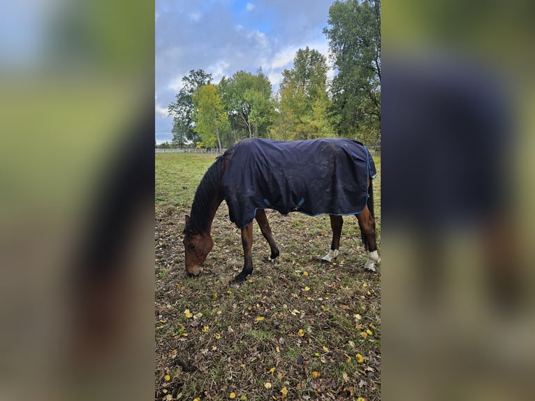 Holsteiner Hongre 7 Ans 170 cm Bai in Wienhausen