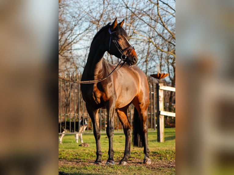 Holsteiner Hongre 7 Ans 170 cm Bai in Emkendorf