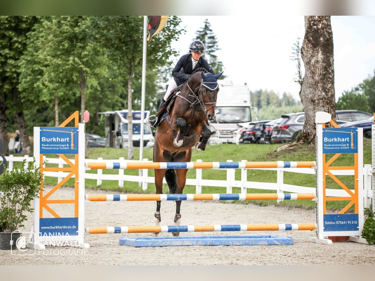 Holsteiner Hongre 7 Ans 170 cm Bai in Gerstetten