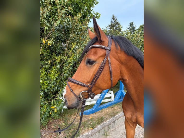 Holsteiner Hongre 7 Ans 170 cm Bai in Norderstedt