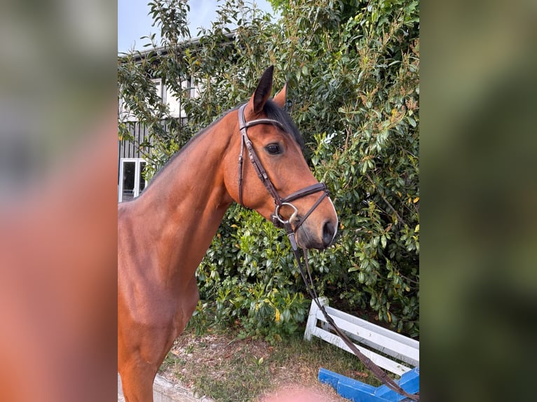 Holsteiner Hongre 7 Ans 170 cm Bai in Norderstedt