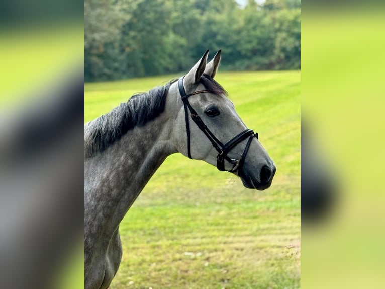 Holsteiner Hongre 7 Ans 170 cm Gris in Goch