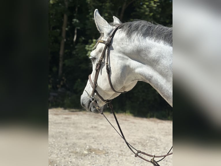 Holsteiner Hongre 7 Ans 170 cm Gris in Stenløse