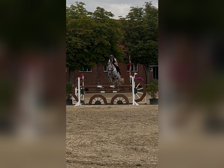 Holsteiner Hongre 7 Ans 170 cm Gris in Stenløse