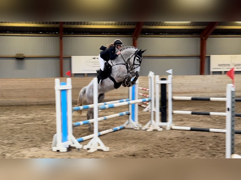 Holsteiner Hongre 7 Ans 170 cm Gris in Stenløse