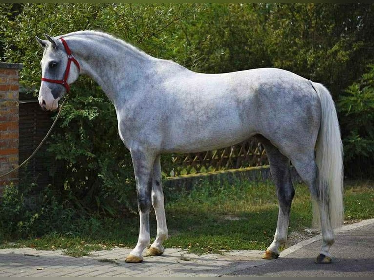 Holsteiner Hongre 7 Ans 170 cm Gris in kecskemet