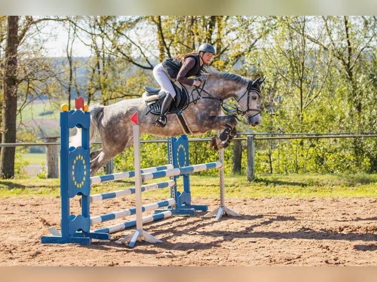 Holsteiner Hongre 7 Ans 170 cm Gris pommelé in CoburgCoburg