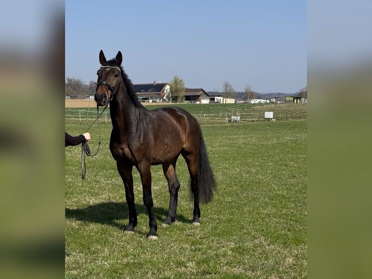 Holsteiner Hongre 7 Ans 172 cm Bai brun in Volkertshausen