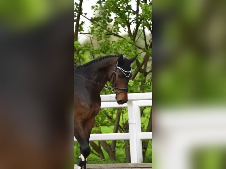Holsteiner Hongre 7 Ans 172 cm Bai brun in Volkertshausen