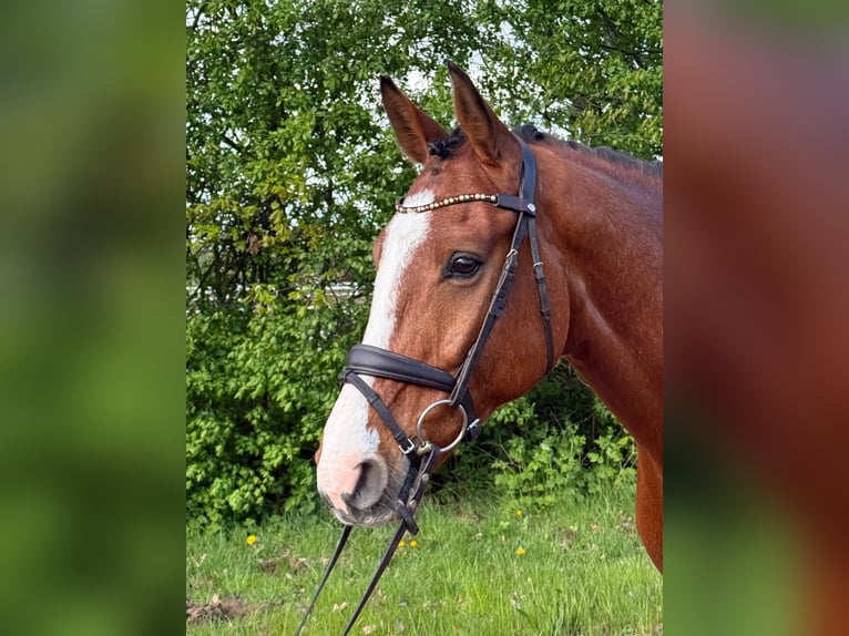 Holsteiner Hongre 7 Ans 172 cm Bai in Grande