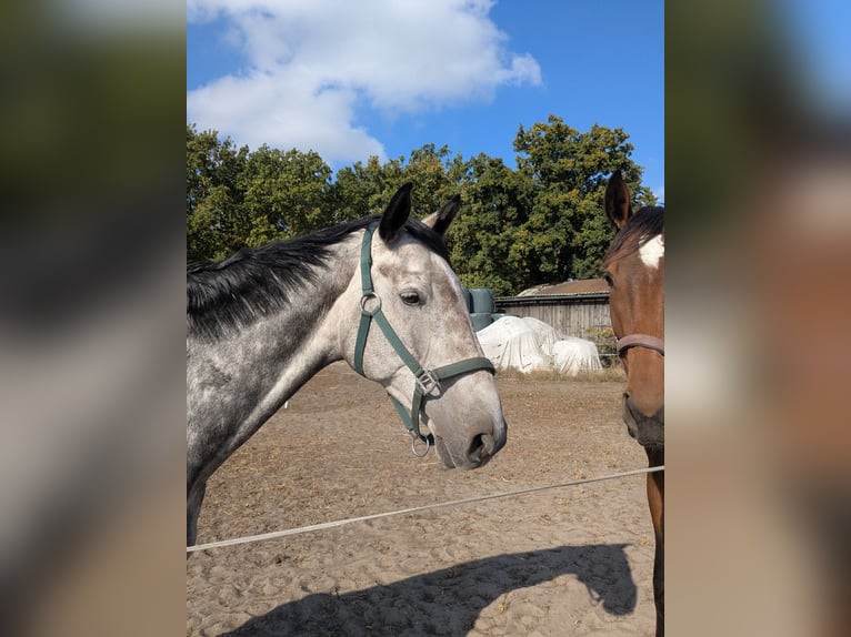 Holsteiner Hongre 7 Ans 173 cm Gris in Gerdau Holsteiner Hongre 7 Ans 173 cm Gris in Gerdau