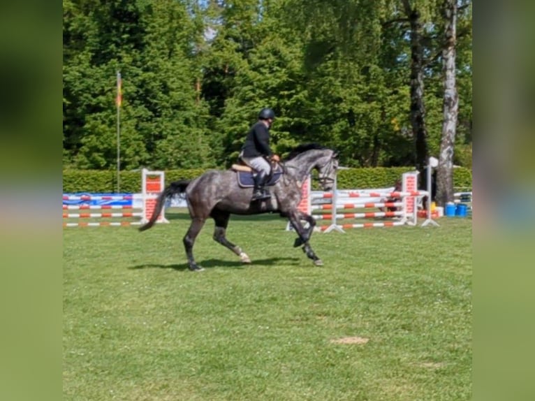 Holsteiner Hongre 7 Ans 173 cm Gris in Gerdau Holsteiner Hongre 7 Ans 173 cm Gris in Gerdau