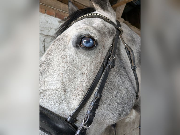 Holsteiner Hongre 7 Ans 173 cm Gris in Gerdau Holsteiner Hongre 7 Ans 173 cm Gris in Gerdau