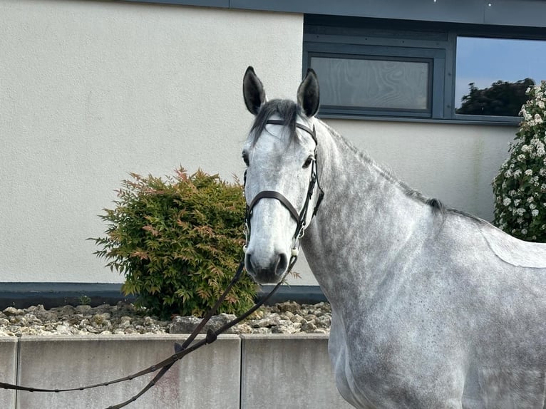 Holsteiner Hongre 7 Ans 173 cm Gris in Tiefenthal