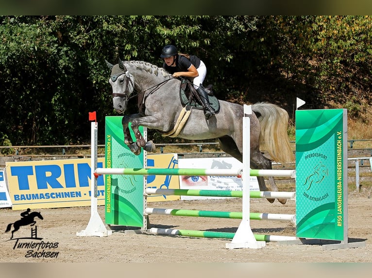 Holsteiner Hongre 7 Ans 173 cm Gris in Meuselwitz
