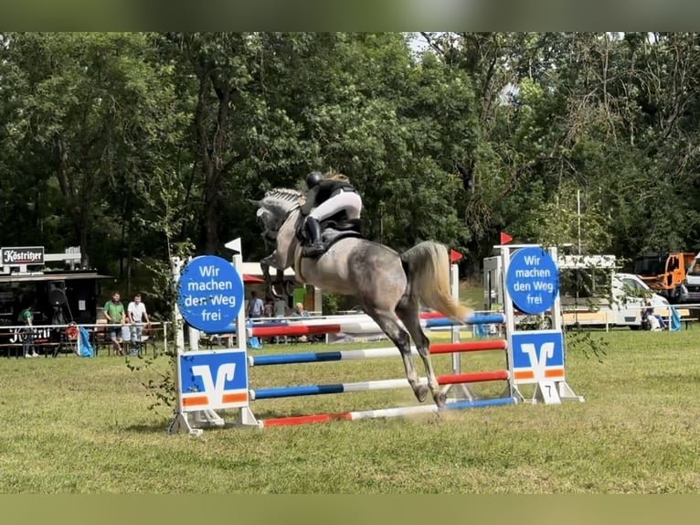 Holsteiner Hongre 7 Ans 173 cm Gris in Meuselwitz