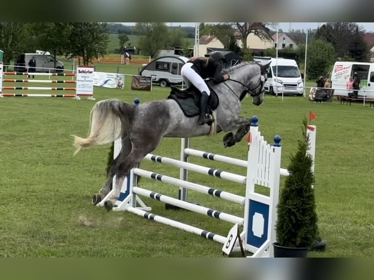 Holsteiner Hongre 7 Ans 173 cm Gris pommelé in Meuselwitz