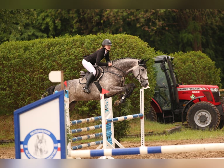 Holsteiner Hongre 7 Ans 174 cm in Sch&#xF6;nhorst