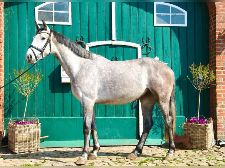 Holsteiner Hongre 7 Ans 174 cm Gris in Seedorf