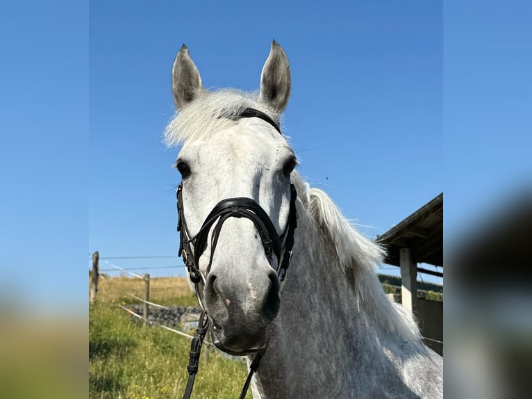 Holsteiner Hongre 7 Ans 174 cm Gris in Walzbachtal