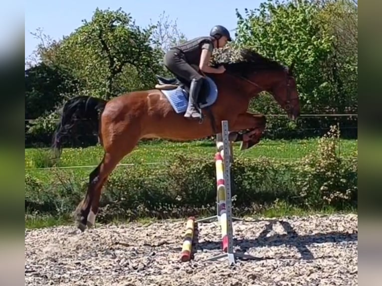 Holsteiner Hongre 7 Ans 175 cm Bai in Detmold